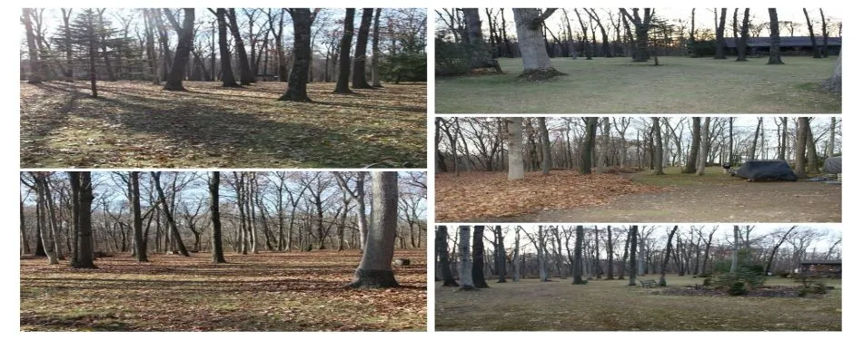 Leaf blowing in Bloomington, IL fall cleanup services.