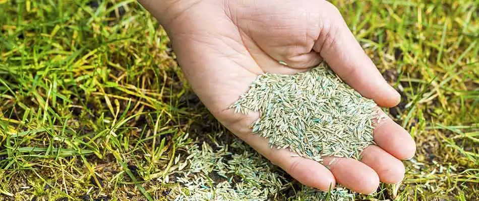 A landscaping expert showing an example of the premium seeds used by J.T. & Sons Lawn Care for customers in the Bloomington-Normal area.